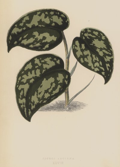 Pothos Argyraea von English School